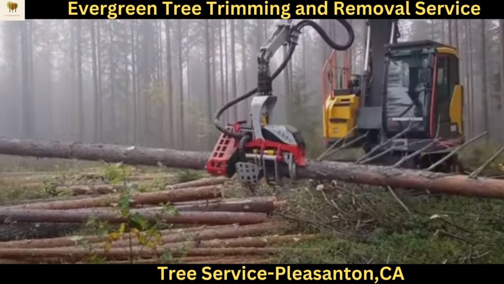 Tree Service in Pleasanton,CA