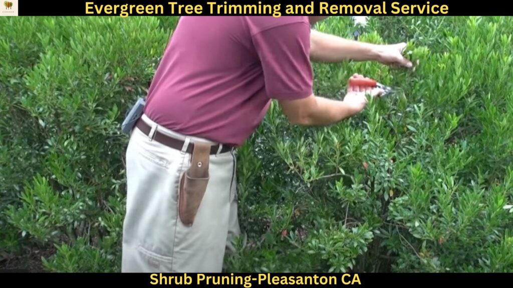 Shrub Pruning in Pleasanton,Ca